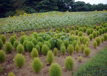 В парке Хитачи-Сисайд (Hitachi Seaside Park). Фото 1 – фотографии Японии