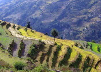 Интересные поля – фотографии Непала