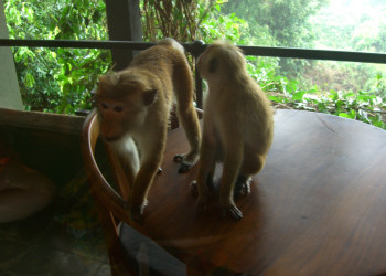 Кандалама, Шри-Ланка, фото № 51287 – фотографии Шри-Ланки