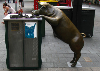 Свинка у мусорного бака в Аделаиде – фотографии Австралии