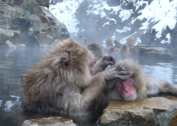Парк обезьян Джигокудани – необычная достопримечательность, о которой знают не так много туристов – фотографии Японии