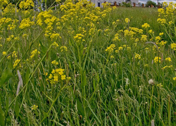 Природа в Константиново, Россия – фотографии России