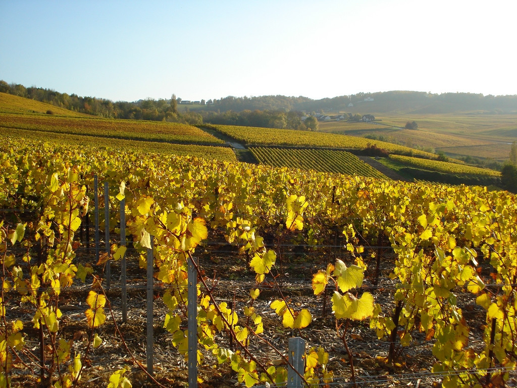 Плантация в Эперне, Франция. Фото 1 – фотографии Франции