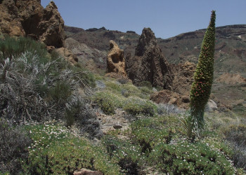 Тейде Национальный парк, Тенерифе остров, Канарские острова, фото № 33885 – фотографии Канарских островов