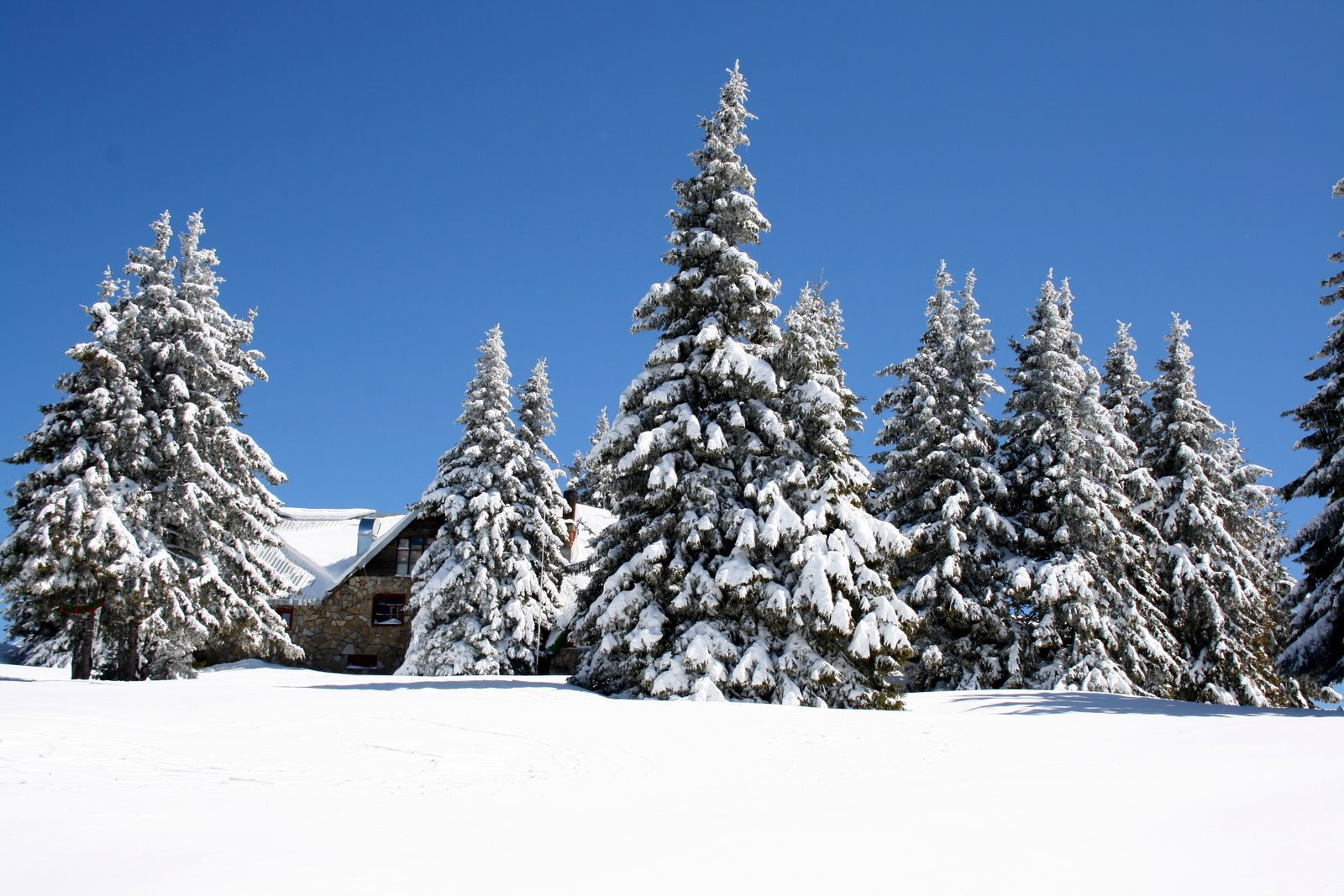 Природа в Пампорово, Болгария. Фото 2 – фотографии Болгарии