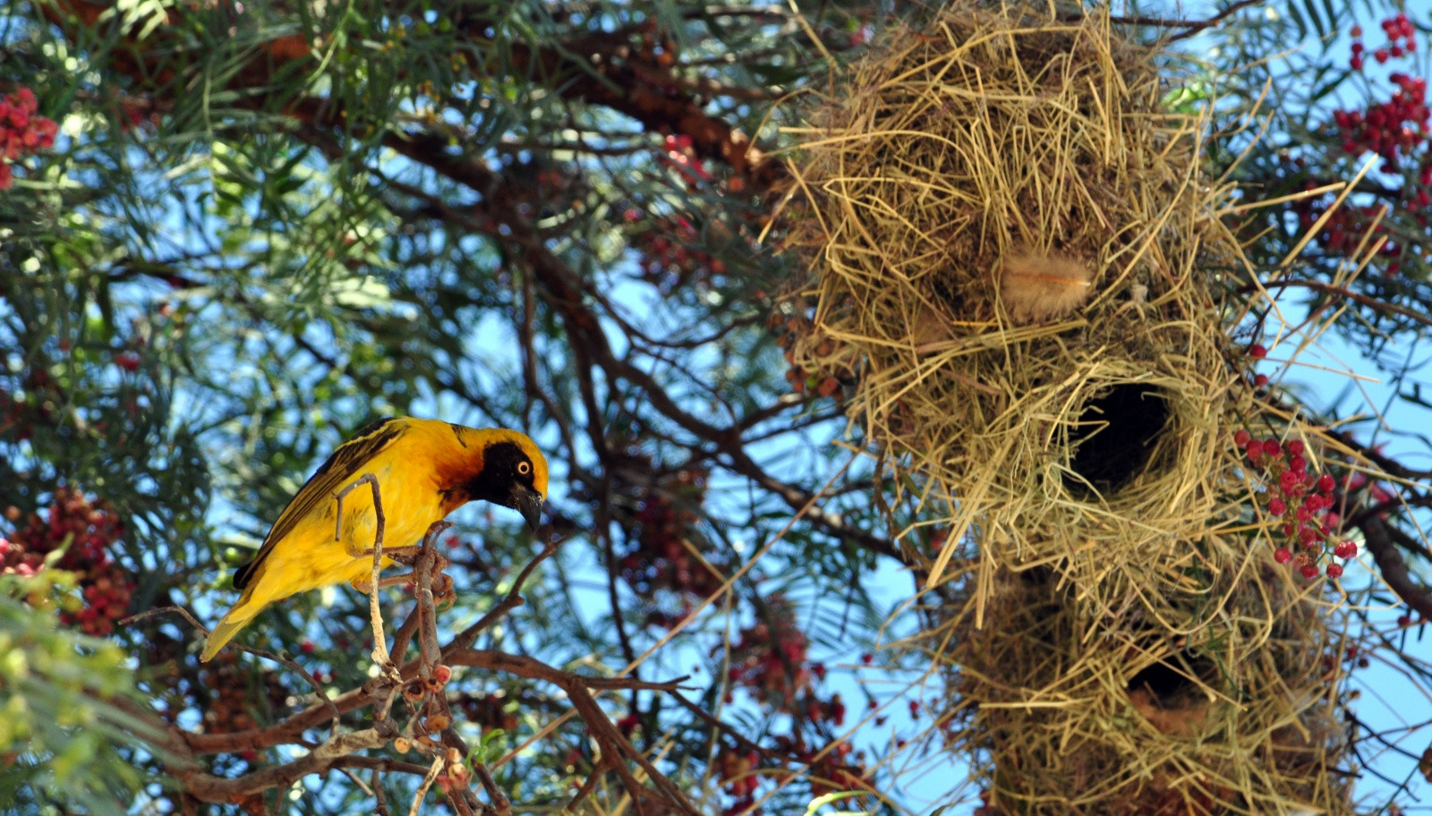 Фотопутешествие по Кении. Фото 1 – фотографии Кении
