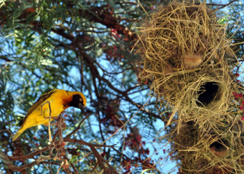 Фотопутешествие по Кении. Фото 1 – фотографии Кении