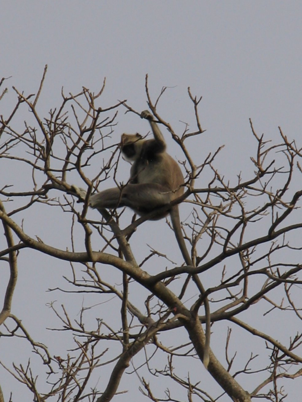 Кандалама, Шри-Ланка, фото № 51300 – фотографии Шри-Ланки