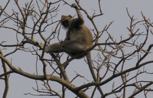 Кандалама, Шри-Ланка, фото № 51300 – фотографии Шри-Ланки