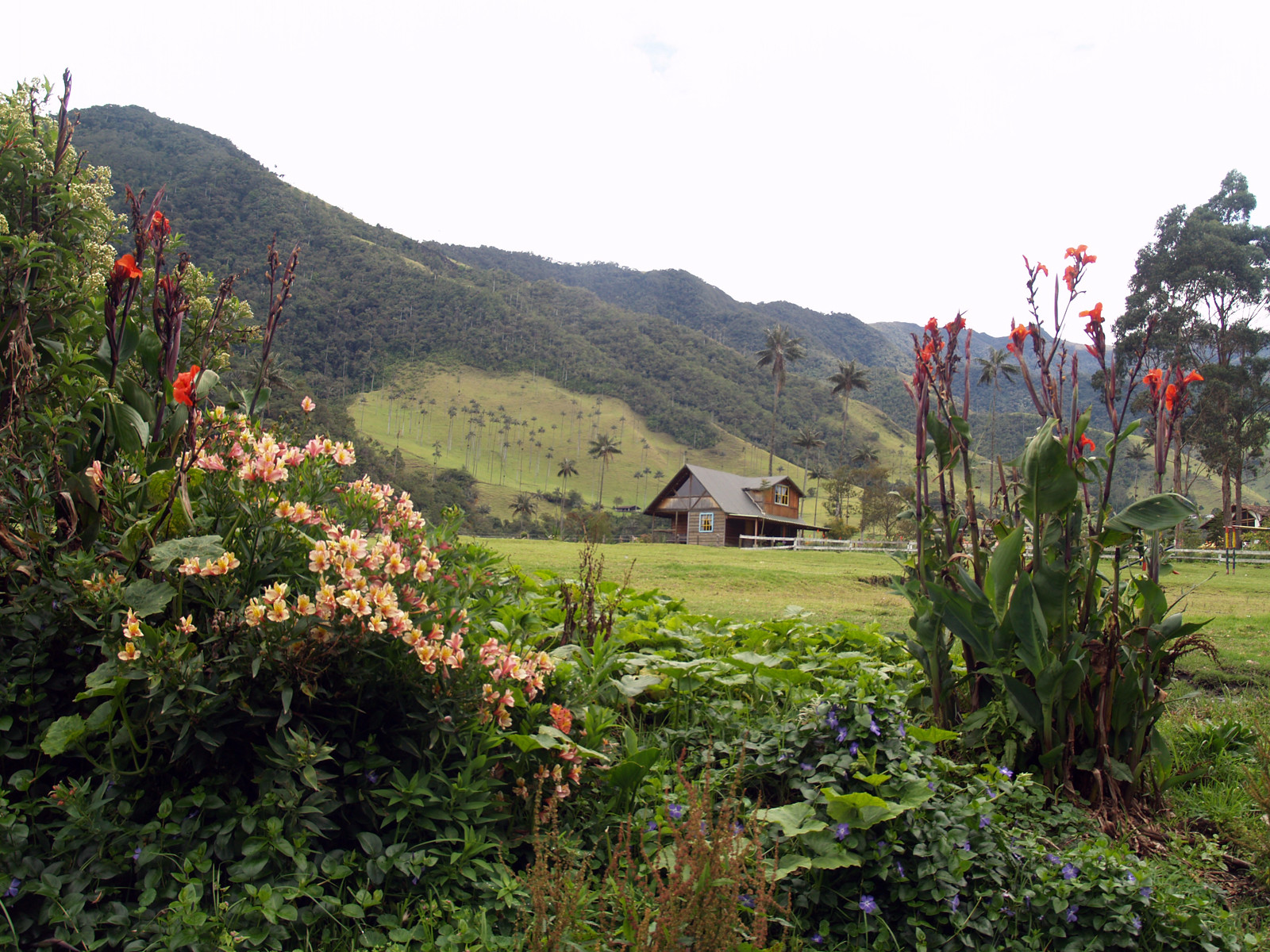 Долина Кокора на западе в Колумбии. Фото 8 – фотографии Колумбии