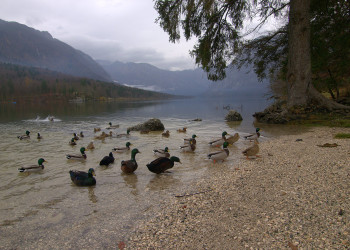 Бохинь Озеро, Словения, фото № 56925 – фотографии Словении