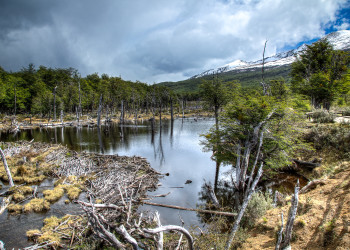 Засуха. Тьерра дель Фуэго. Аргентина. – фотографии Аргентины