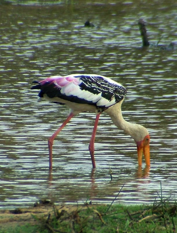 Яла Национальный Парк, Шри-Ланка, фото № 52642 – фотографии Шри-Ланки
