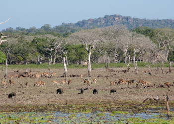 Шри-Ланка. Фото 6 – фотографии Шри-Ланки