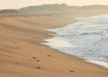 Калутара, Шри-Ланка, фото № 51222 – фотографии Шри-Ланки