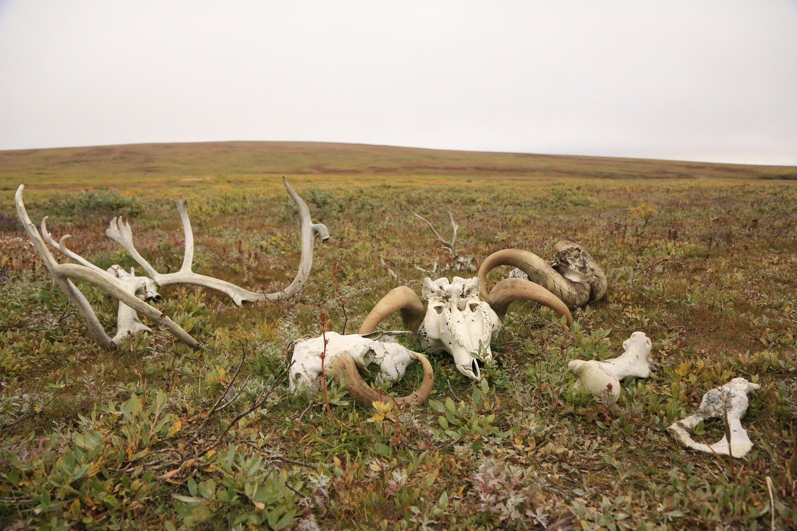 Черепушки Овцебыков – фотографии России