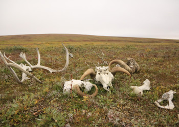 Черепушки Овцебыков – фотографии России