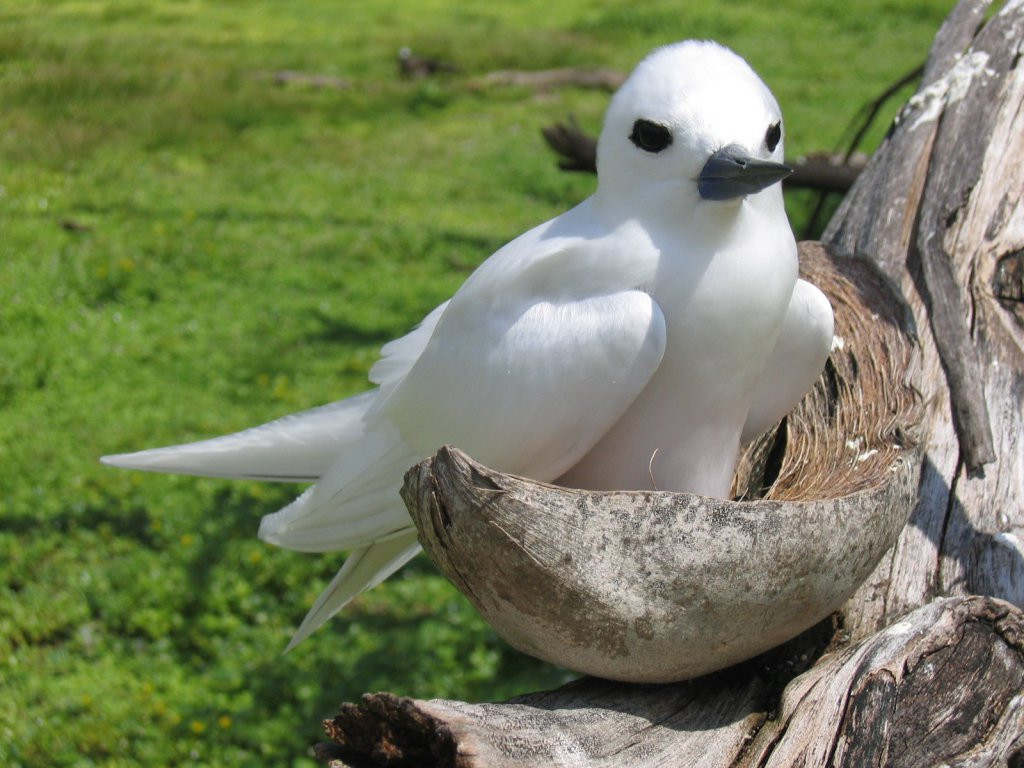 Житель острова Бёрд – фотографии Сейшельских островов