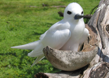 Житель острова Бёрд – фотографии Сейшельских островов