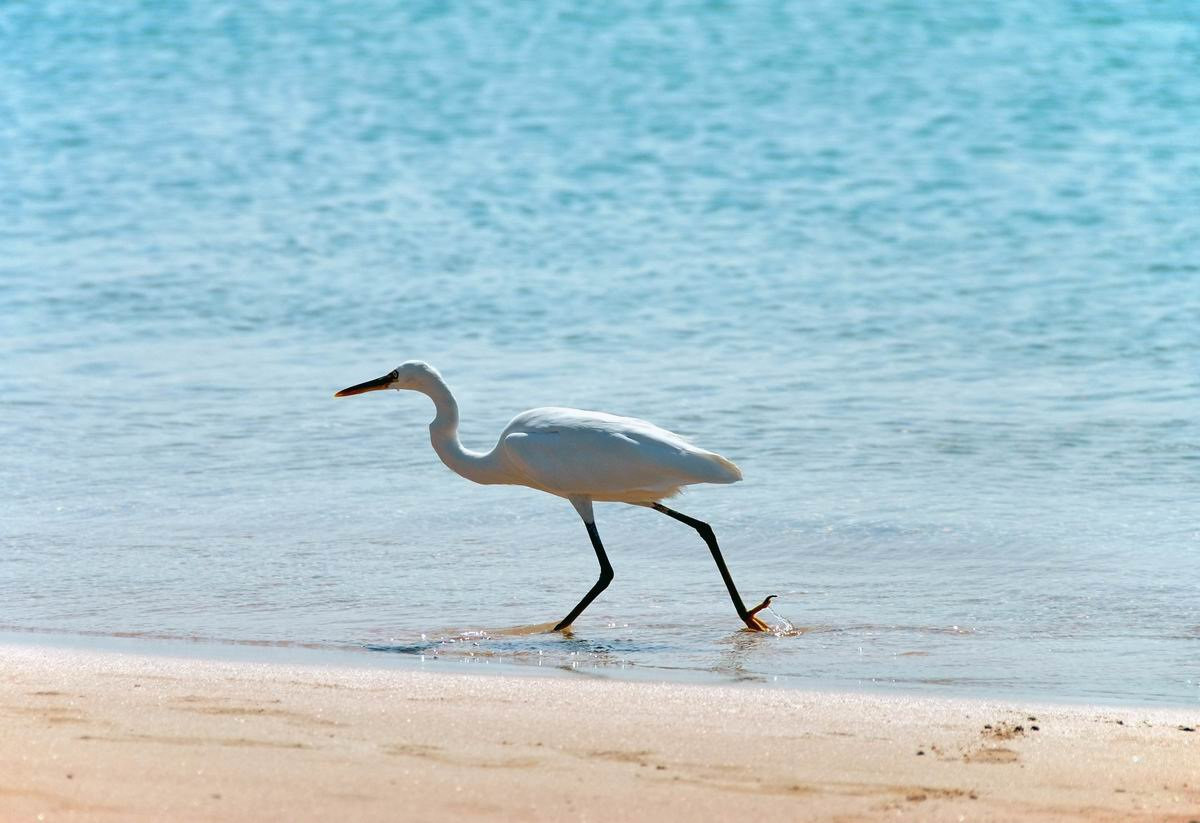 Сома-Бэй, Египет, фото № 35424 – фотографии Египта