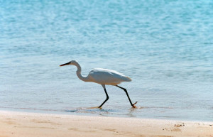 Сома-Бэй, Египет, фото № 35424 – фотографии Египта