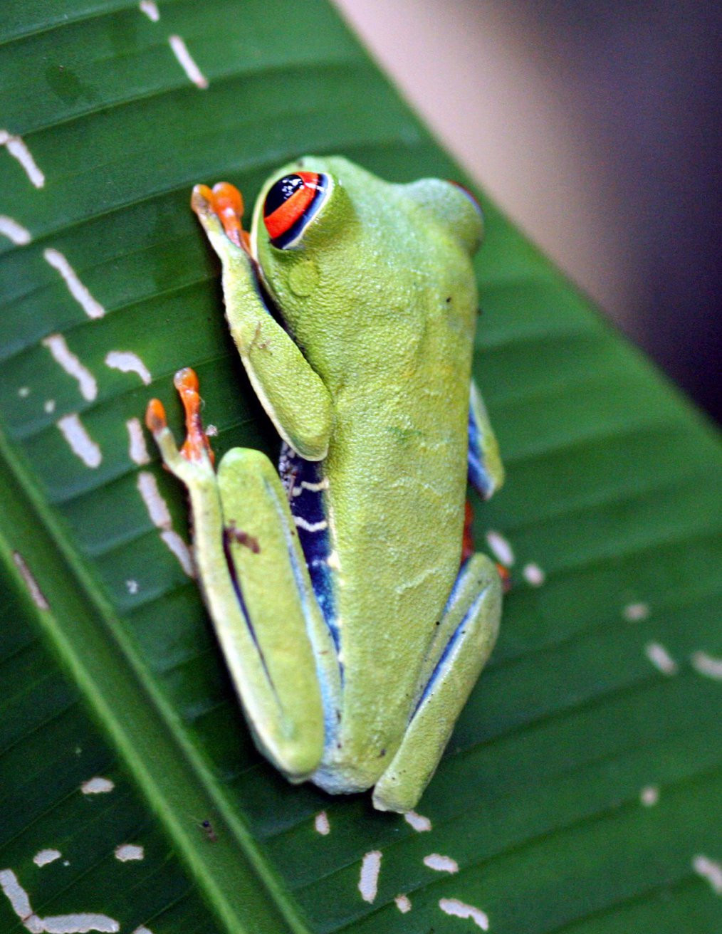 Тортугеро Национальный парк, Лимон провинция, Коста-Рика, фото № 40314 – фотографии Коста-Рики