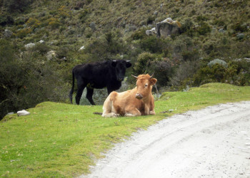 Национальный парк Уаскаран – фотографии Перу
