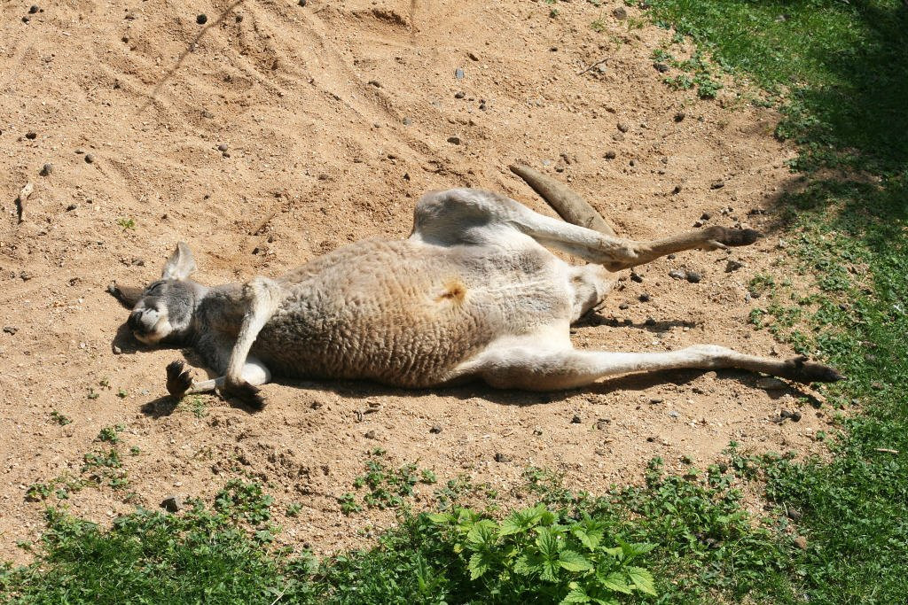 Зоопарк Пльзеня – фотографии Чехии