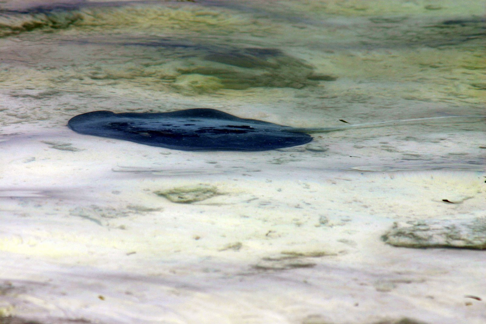 Скат – фотографии Мальдивских островов