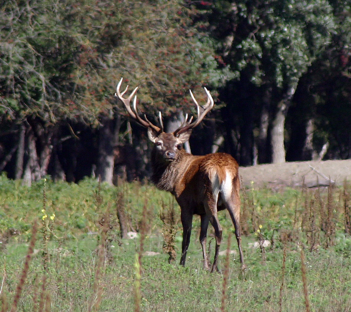 Заповедник Донау-Ауэн (Donau-Auen) – фотографии Австрии