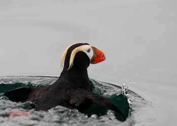 Топорок – фотографии России