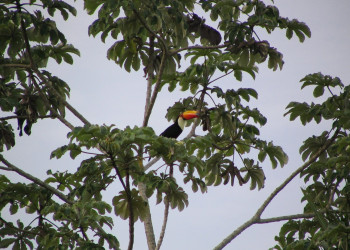 Пантанал, Бразилия, фото № 59746 – фотографии Бразилии