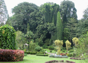 Ботанический сад в Перадении на Шри-Ланке. Фото 5 – фотографии Шри-Ланки