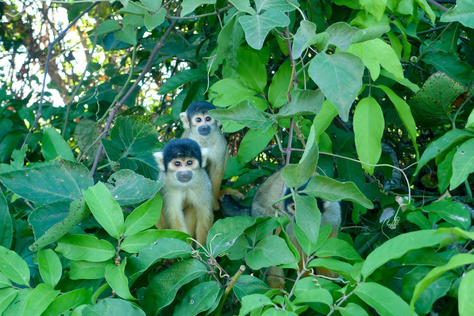 Боливия, фото № 2974 – фотографии Боливии