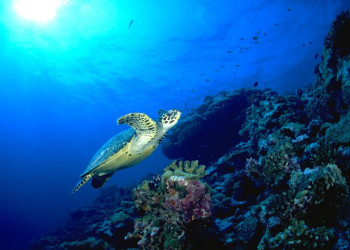Черепаха на Мальдивах. Фото 3 – фотографии Мальдивских островов
