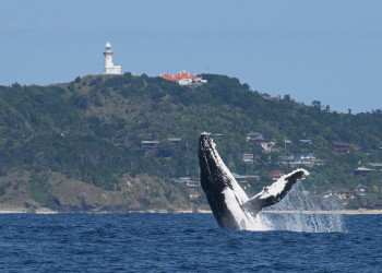 Кит в Байрон-Бэй (Byron Bay). Фото 3 – фотографии Австралии