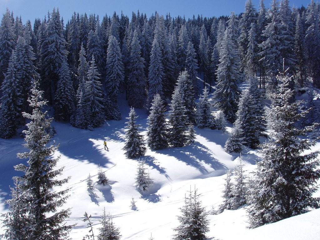 Природа в Пампорово, Болгария. Фото 15 – фотографии Болгарии