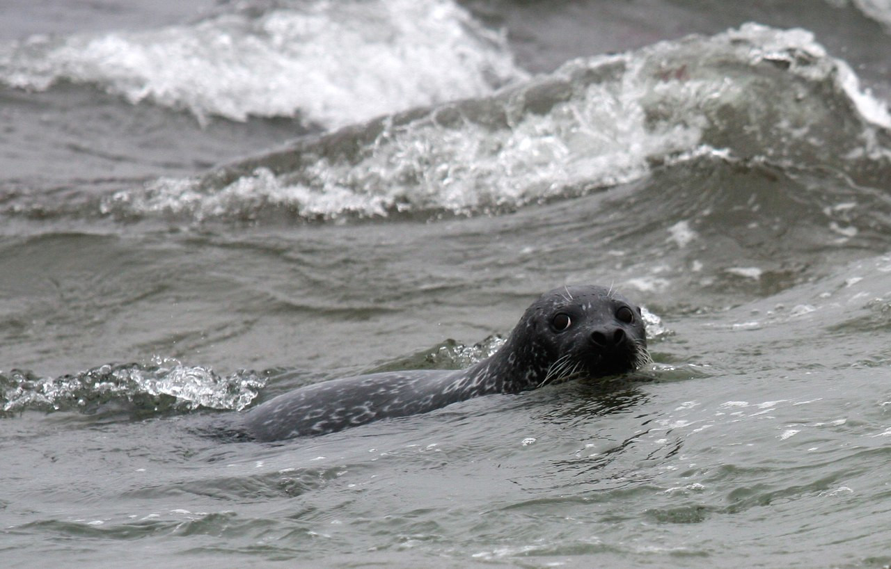 Морской котик. Фото 1 – фотографии России