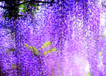 Красивый пейзаж Сада Кавачи Фудзи (Kawachi Fuji Garden), Япония – фотографии Японии