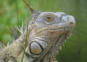 Коста-Рика, фото № 797 – фотографии Коста-Рики