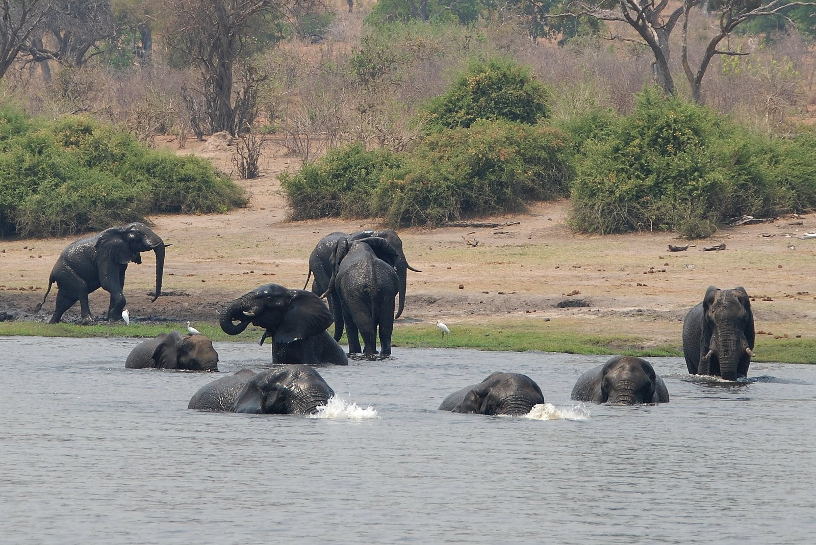 Chobe_elephants – фотографии Ботсваны