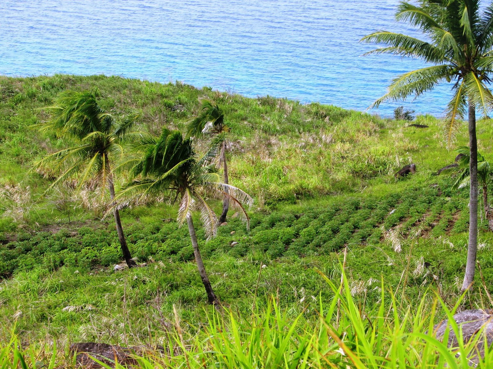 Дравуни остров, Кадаву группа островов, Фиджи, фото № 48541 – фотографии Фиджи