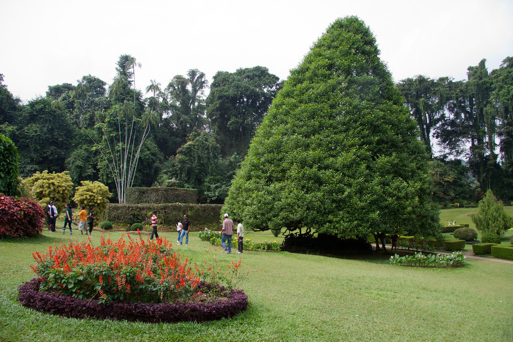 Ботанический сад в Перадении на Шри-Ланке. Фото 1 – фотографии Шри-Ланки