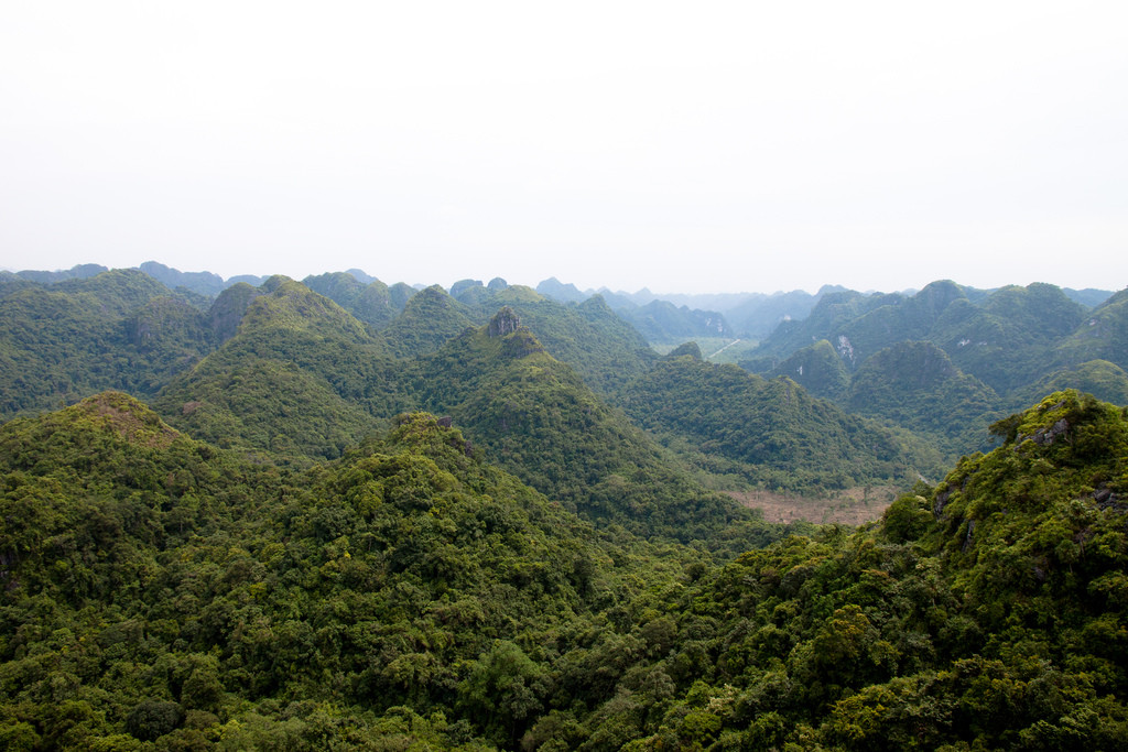Леса острова Катба – фотографии Вьетнама