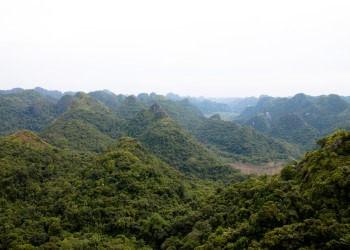 Леса острова Катба – фотографии Вьетнама