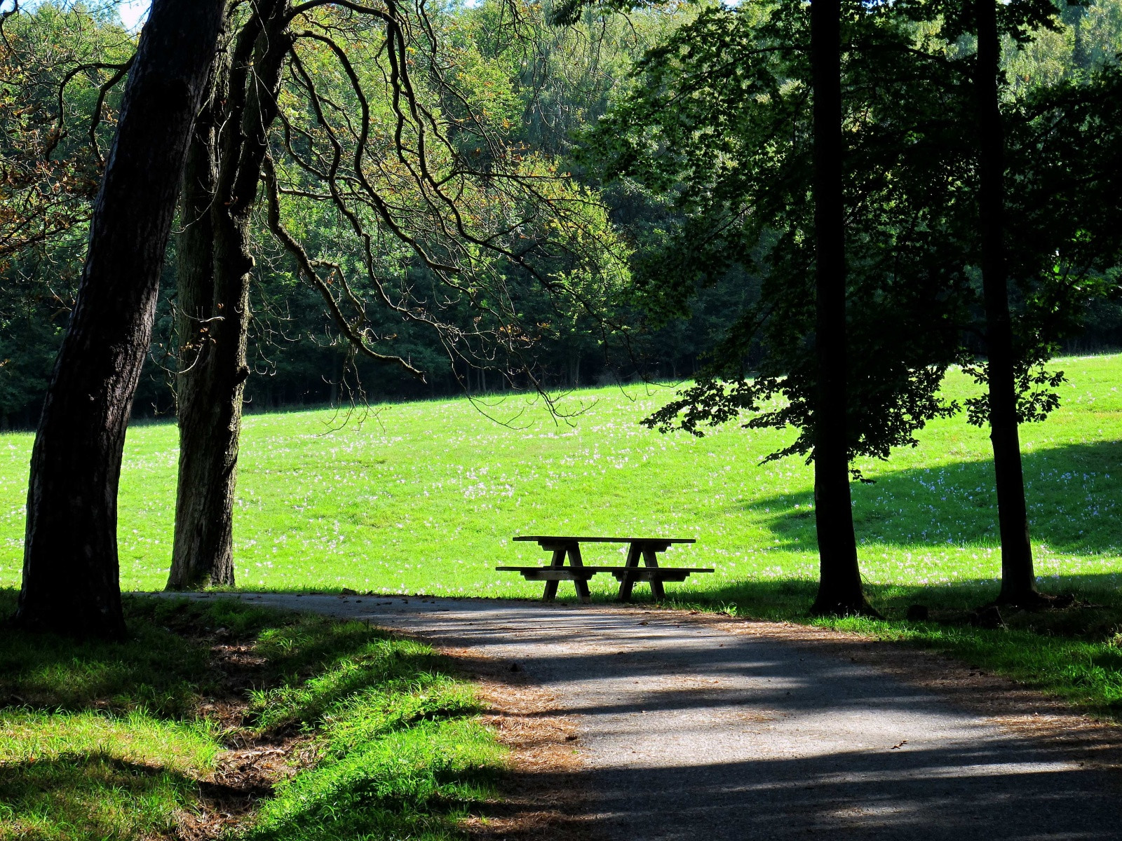 Венский лес в районе Вены – фотографии Австрии