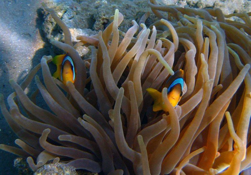 Шарм-эль-Шейх, Египет, фото № 35713 – фотографии Египта