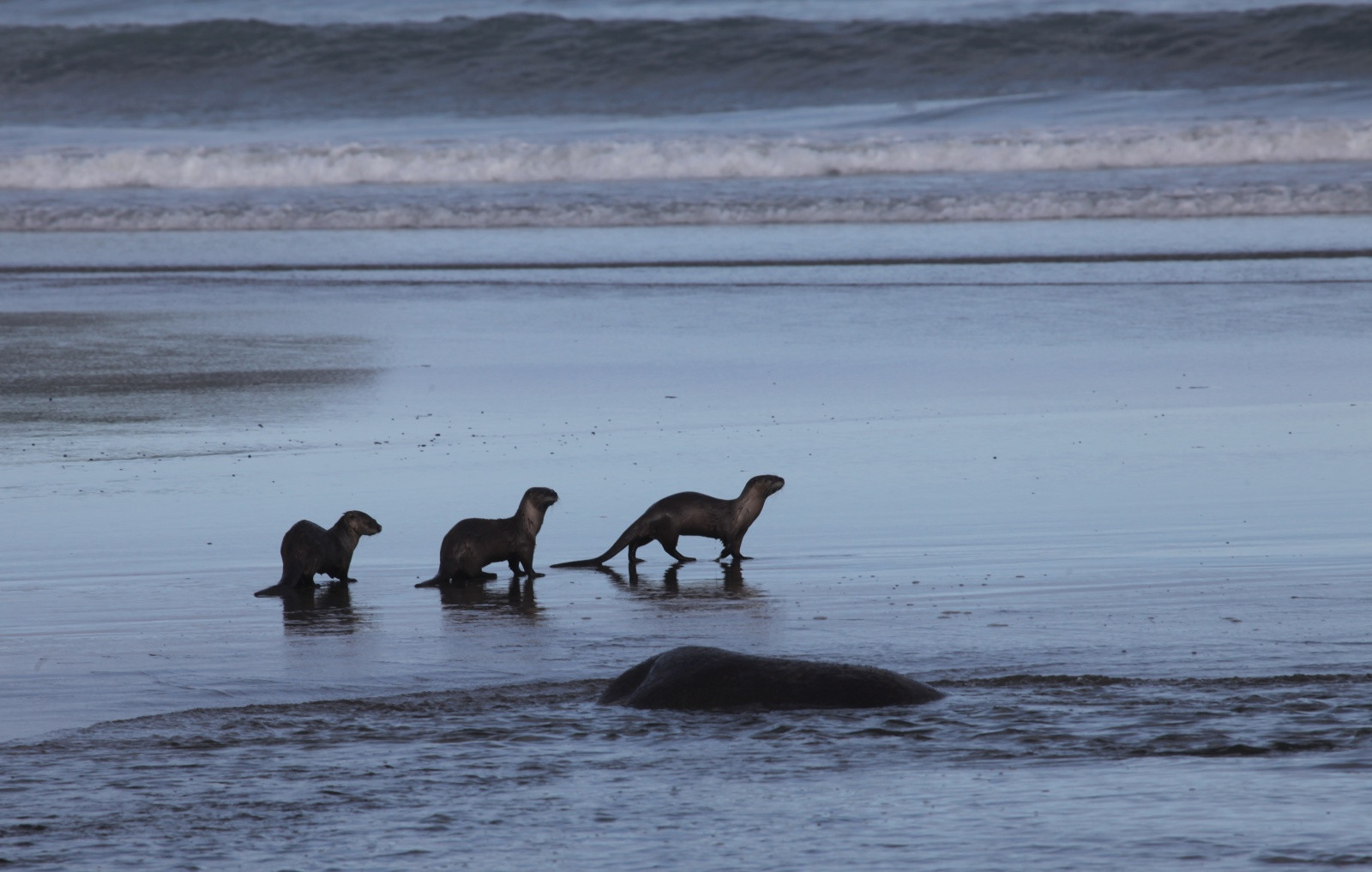 Пляж Ши-Ши в Национальном парке Олимпик. США. Фото 4 – фотографии США