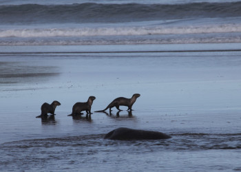 Пляж Ши-Ши в Национальном парке Олимпик. США. Фото 4 – фотографии США