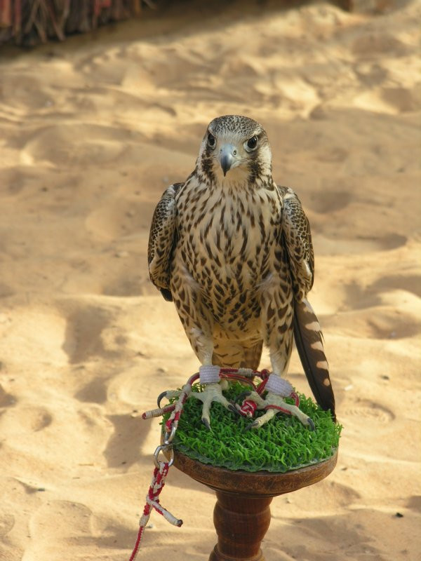 Дубай, ОАЭ, фото № 60915 – фотографии ОАЭ